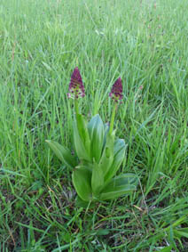 Orchis purpurea